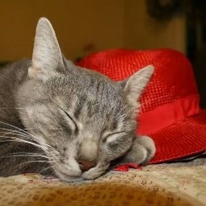 Meet your Posher, Janice